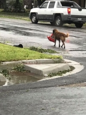 Пес запасся кормом после урагана в Техасе и восхитил соцсети