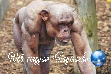 Лысый шимпанзе-качок заставил пользователей сети почувствовать стыд