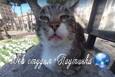 Раздраженная кошка на панораме Google вызвала ажиотаж в сети