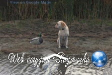 Встреча пса и пластиковой утки угодила на карты Google